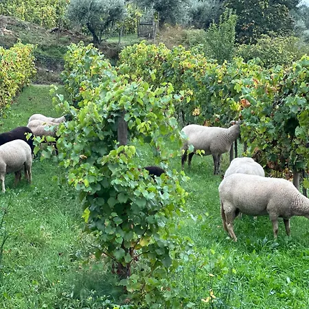 Quinta Da Moita 农家乐 塔布科