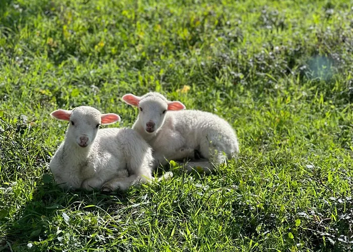 Séjour à la ferme Quinta Da Moita
