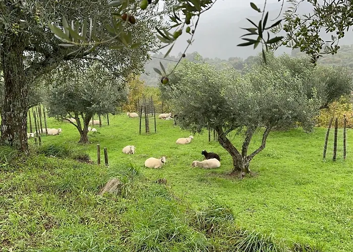 Quinta Da Moita Farmház *